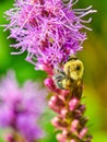 Common eastern bumblebee (Bombus impatiens) Royalty Free Stock Photo