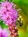 Common eastern bumblebee (Bombus impatiens) Royalty Free Stock Photo