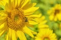 Common Eastern Bumblebee Closeup Royalty Free Stock Photo