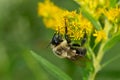 Common Eastern Bumble Bee - Bombus impatiens