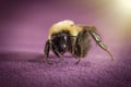 Common Eastern Bumblebee Royalty Free Stock Photo