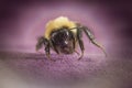 Common Eastern Bumblebee Royalty Free Stock Photo