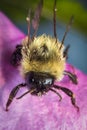 Common Eastern Bumblebee Royalty Free Stock Photo