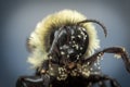 Common Eastern Bumblebee Royalty Free Stock Photo