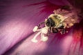 Common Eastern Bumblebee Royalty Free Stock Photo