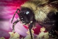 Common Eastern Bumblebee Royalty Free Stock Photo