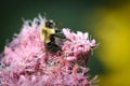 Common Eastern Bumblebee On Spotted Joe-Pye Weed