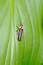 A Common Eastern Firefly or Photinus pyralis Royalty Free Stock Photo