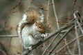 Common Eastern Gray Squirrel eating in a tree Royalty Free Stock Photo
