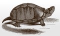 Common or eastern mud turtle, kinosternon subrubrum, endemic to the United States in side view Royalty Free Stock Photo