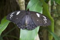 Common Eggfly Butterfly of Australia Royalty Free Stock Photo