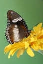 Common Eggfly Butterfly with closed wings Royalty Free Stock Photo