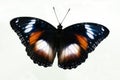 Common Eggfly Butterfly with open wings Royalty Free Stock Photo