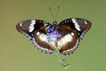 Common Eggfly Butterfly with open wings Royalty Free Stock Photo