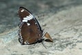 Common eggfly butterfly underside Royalty Free Stock Photo