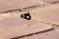 Common Eggfly or Great Eggfly butterfly flying