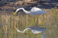 Common Egret on the Hunt with its reflection