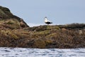Common eider Royalty Free Stock Photo