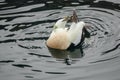 Common eider drake