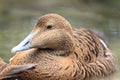 Common eider Royalty Free Stock Photo