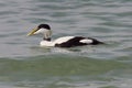 Common Eider