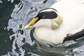Common Eider Duck Royalty Free Stock Photo