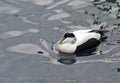 Common Eider Duck Royalty Free Stock Photo