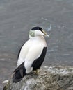 Common Eider Duck