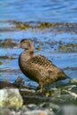 Common eider duck  - the biggest sea duck Royalty Free Stock Photo