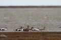 Common Eider Duck flock swimming in a cold arctic lake