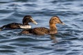 Common Eider duck pair swimming along blue water of the Atlantic Ocean in winter