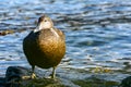 Common eider duck - Somateria mollissima Royalty Free Stock Photo