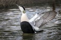 Common Eider Duck Somateria mollissima Royalty Free Stock Photo