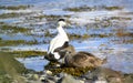 Common eider duck - St. Cuthbert`s duck. Edredon