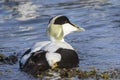 Common eider duck - Somateria mollissima Royalty Free Stock Photo