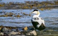 Common eider duck - Somateria mollissima Royalty Free Stock Photo