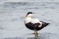 Common Eider Duck - Somateria mollissima Male Royalty Free Stock Photo