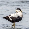 Common Eider Duck - Somateria mollissima Male,Scotland Royalty Free Stock Photo