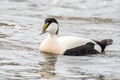 Common Eider Duck - Somateria mollissima Male,Scotland