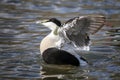 Common Eider Duck Somateria mollissima