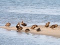 Common eider ducks, Somateria mollissima, in eclipse plumage res