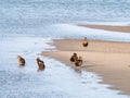 Common eider ducks, Somateria mollissima, in eclipse plumage res