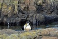 Common eider, Farne Islands Nature Reserve, England Royalty Free Stock Photo