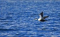 Common Eider in flight