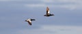 Common Eider flying Royalty Free Stock Photo