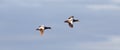 Common Eider flying Royalty Free Stock Photo
