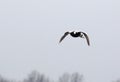 Common eider flying in the sky Royalty Free Stock Photo