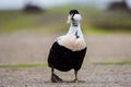 Common eider male close up Somateria mollissima, Scotland Royalty Free Stock Photo