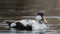 Common eider male close up Somateria mollissima, Scotland Royalty Free Stock Photo