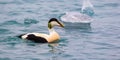 Common Eider